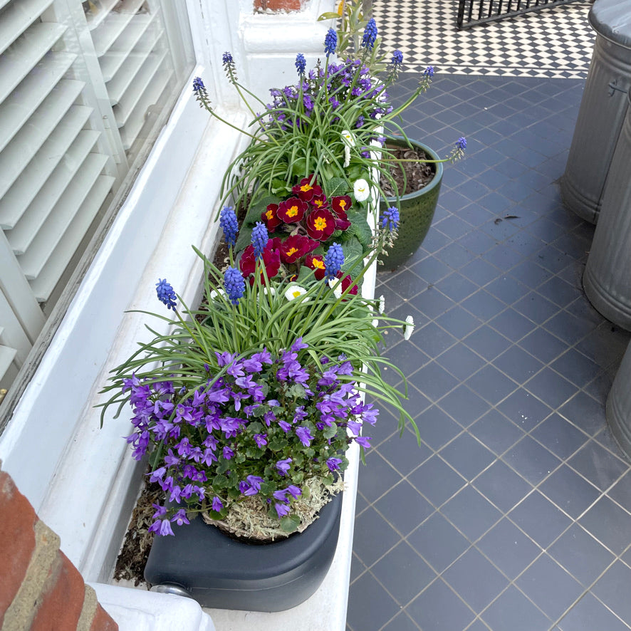 Purple, blue, white and red planted flowers in a window box on a window