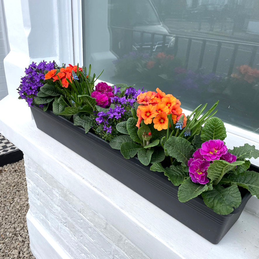 Purple, green, orange and pink planted flowers in a window box on a white window