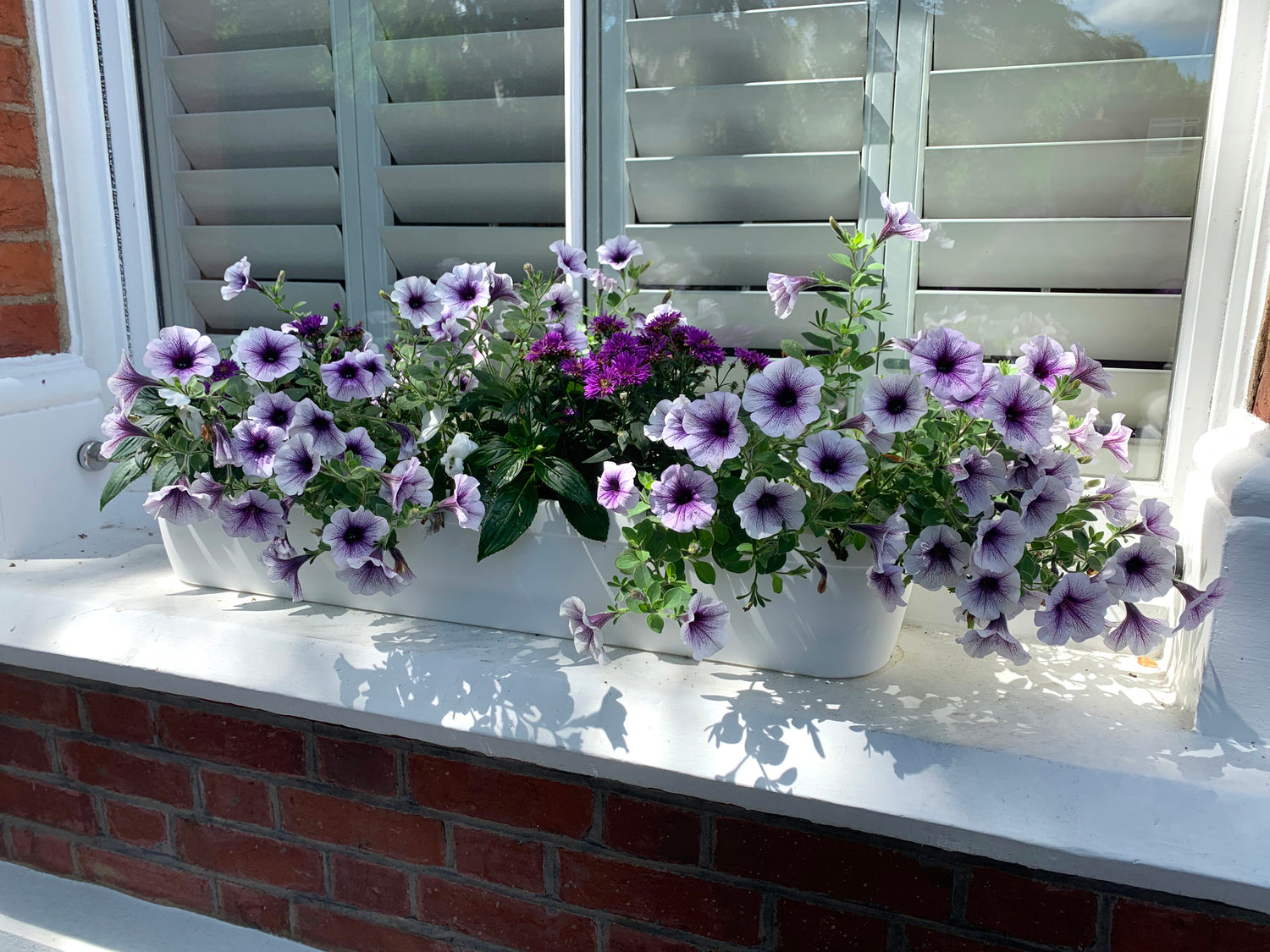 Purple, white and green flowers in a white window box on a window