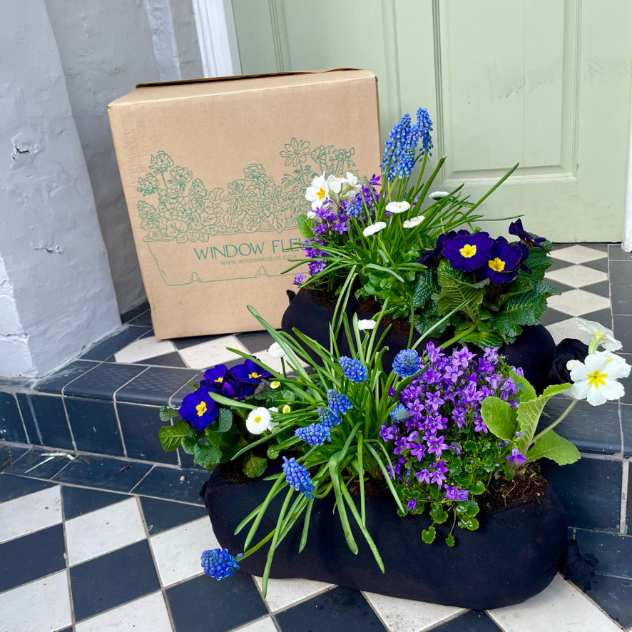 2 blue, green and white planted flowers with a delivery box on a door step