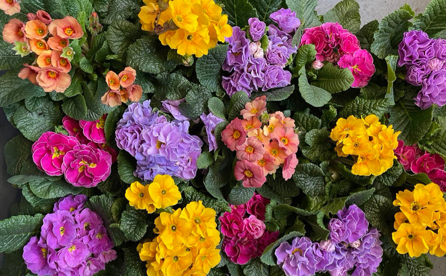 pink, yellow, orange and purple plants