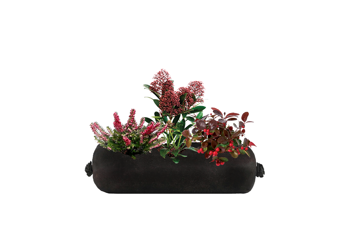 Small black fabric planter insert with three festive red flowering plants on a white background.