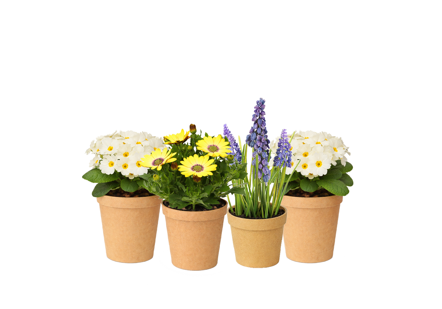 Bloom Bundle-Classic