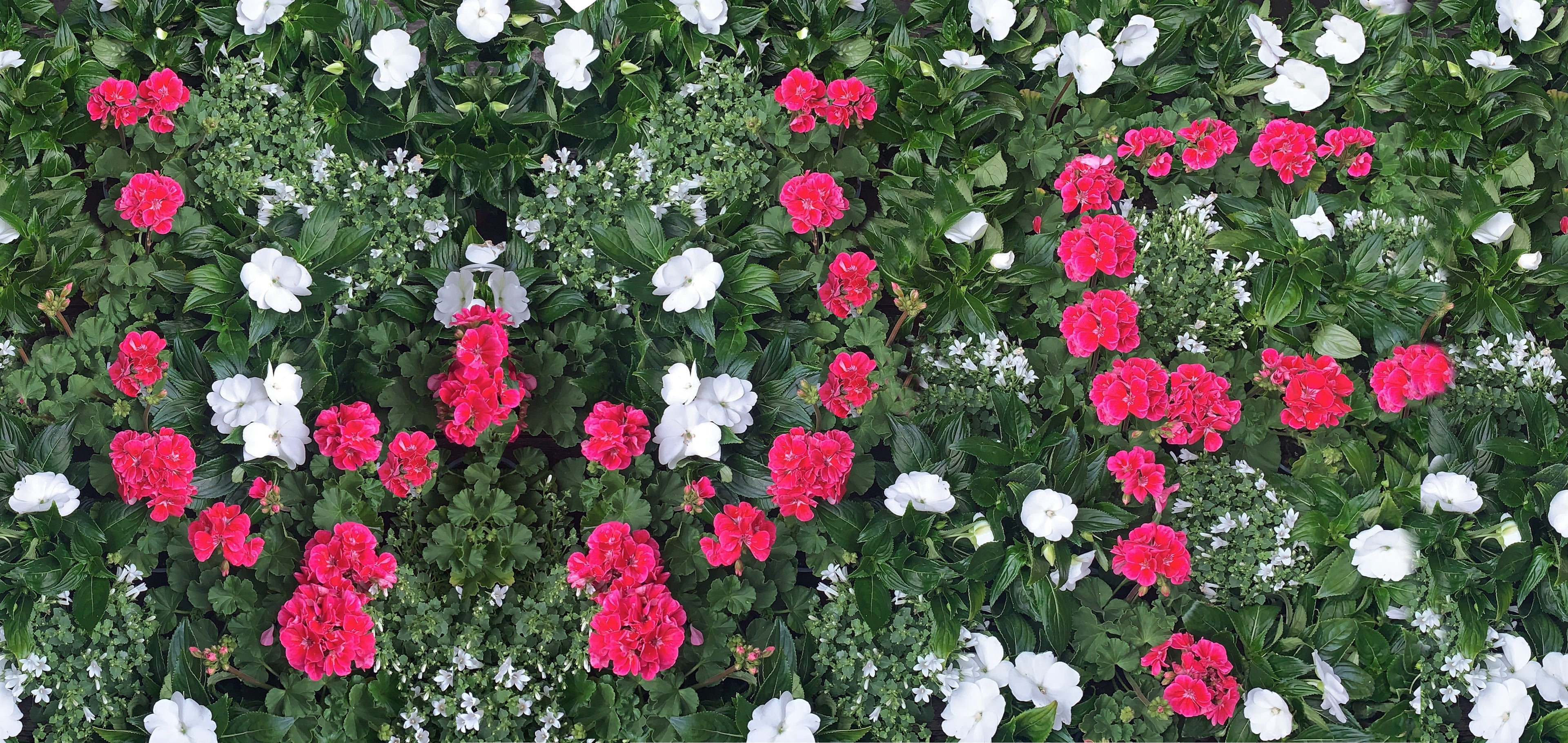 White and pink flowers spelling out W F