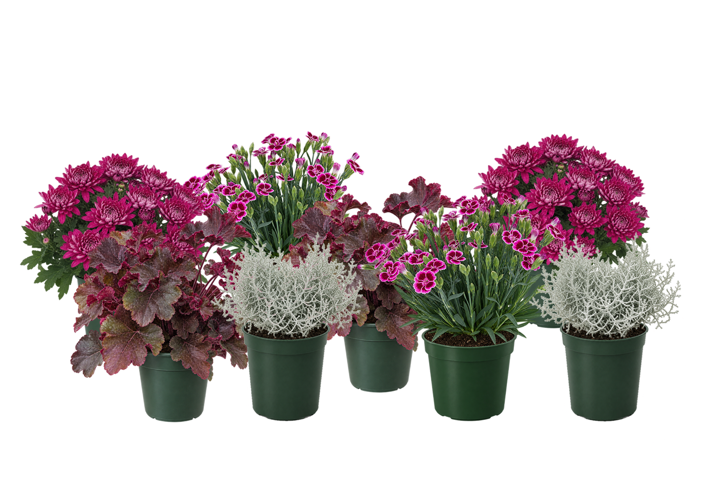 Bloom Bundle-Classic
