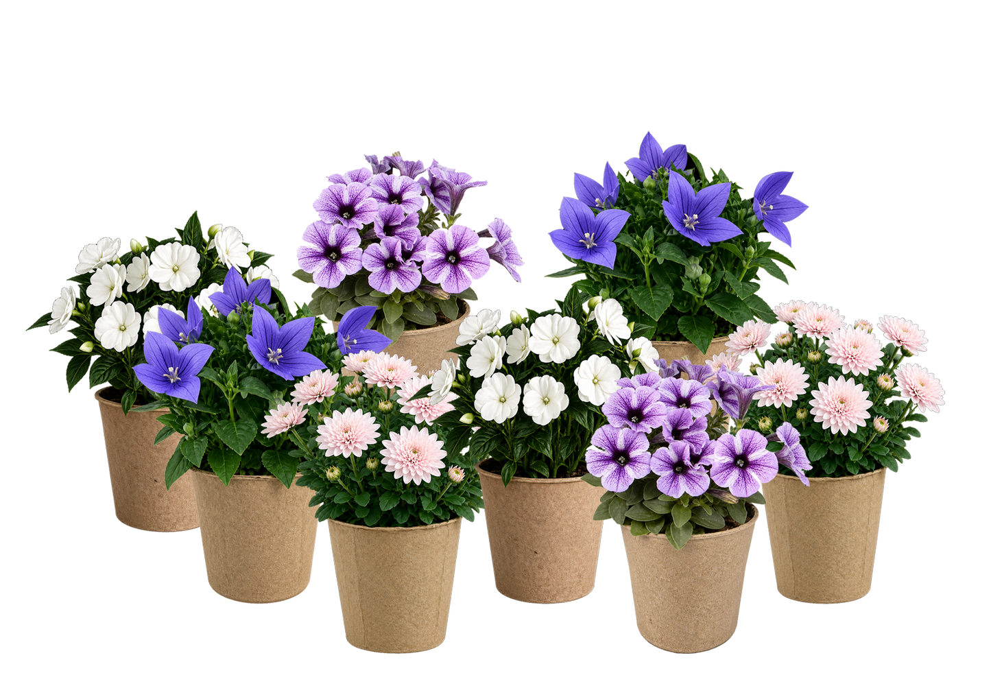 Bloom Bundle-Classic