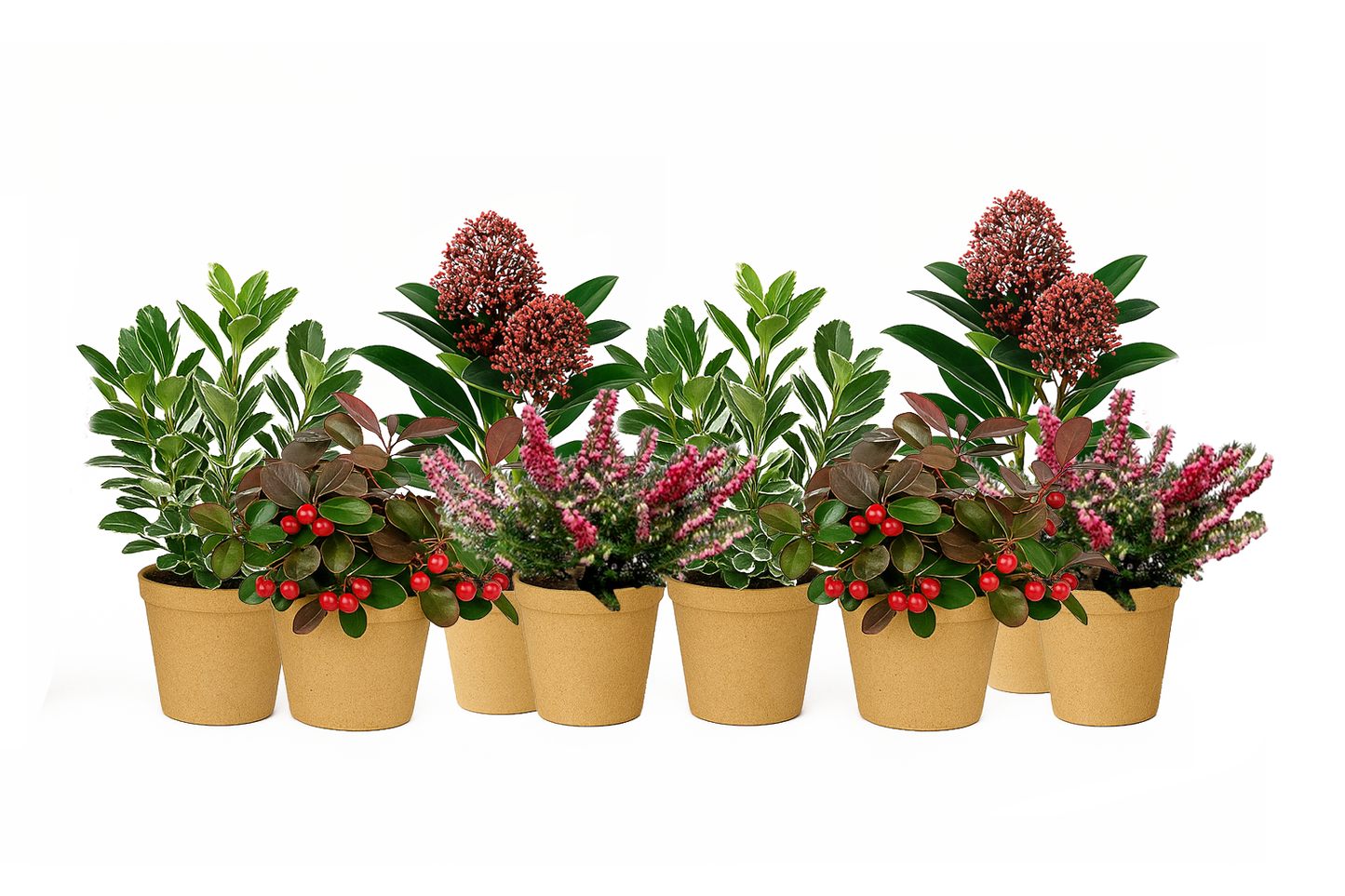 Bloom Bundle-Luxe