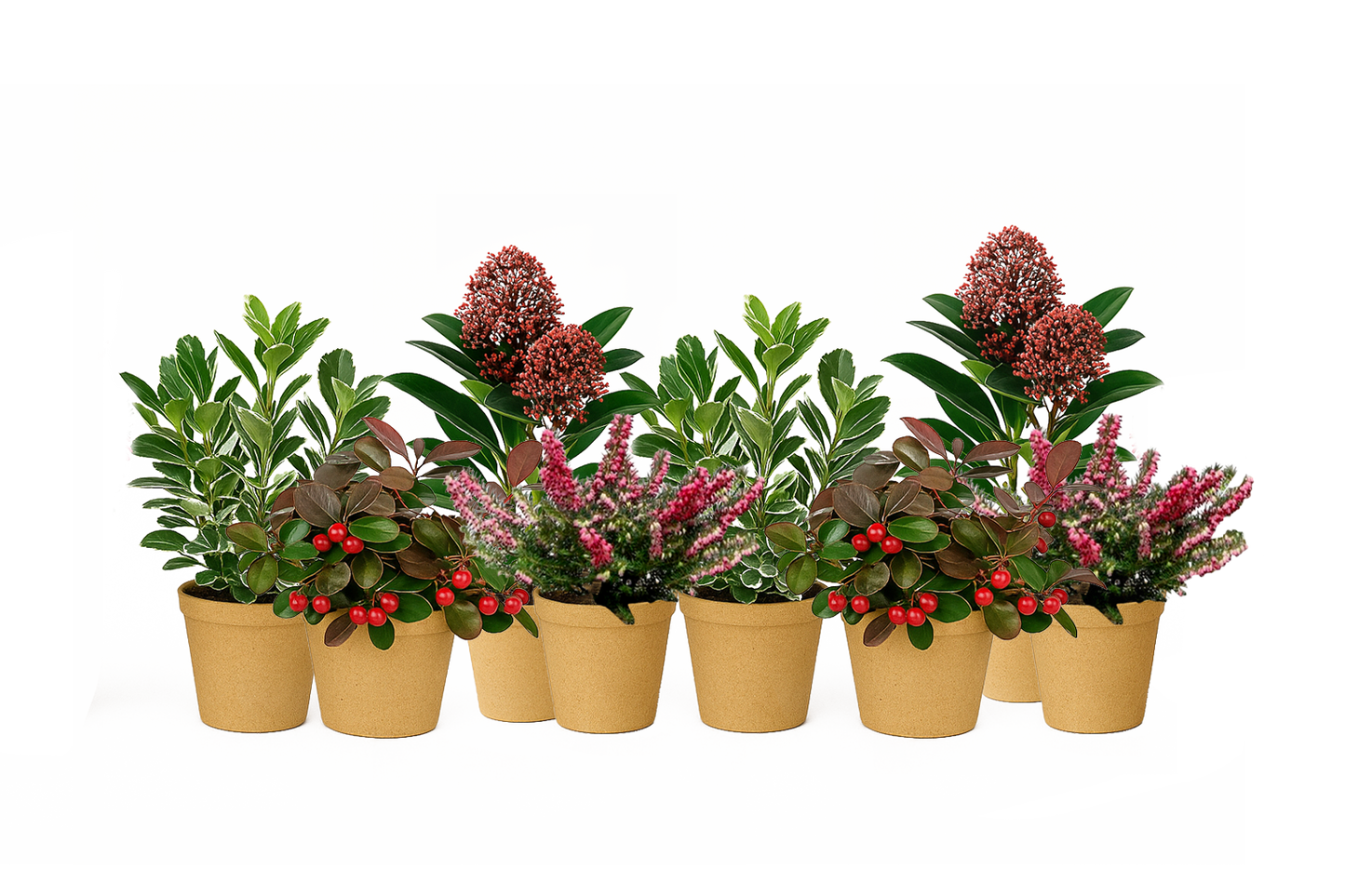 Bloom Bundle-Luxe