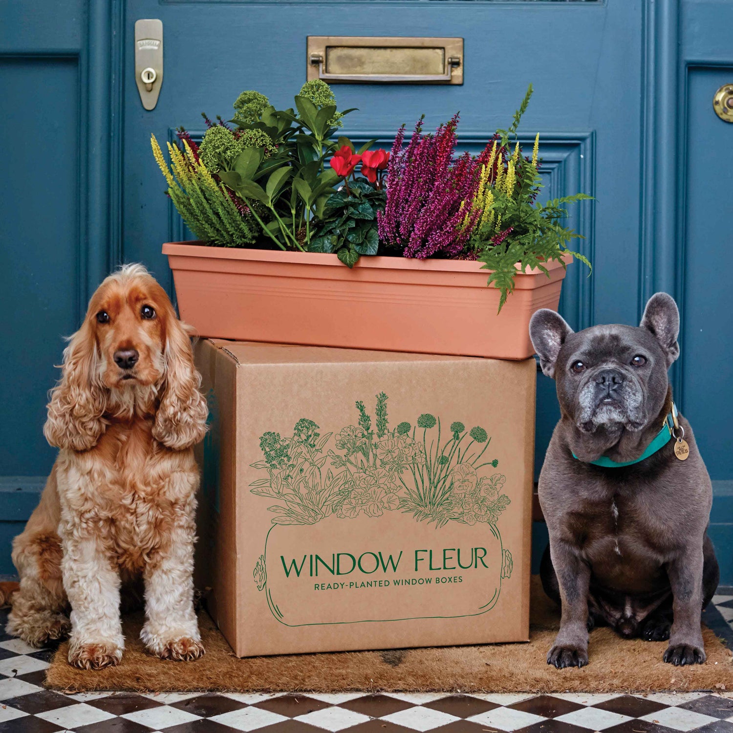 Planted window box on a doorstep with a cocker spaniel and french bulldog