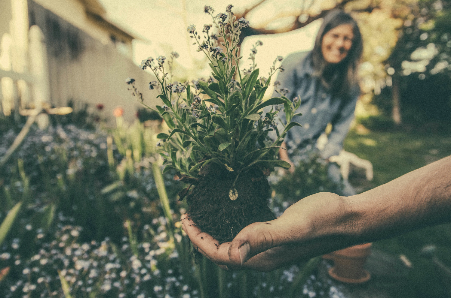 Plant being planted into a flower bed
