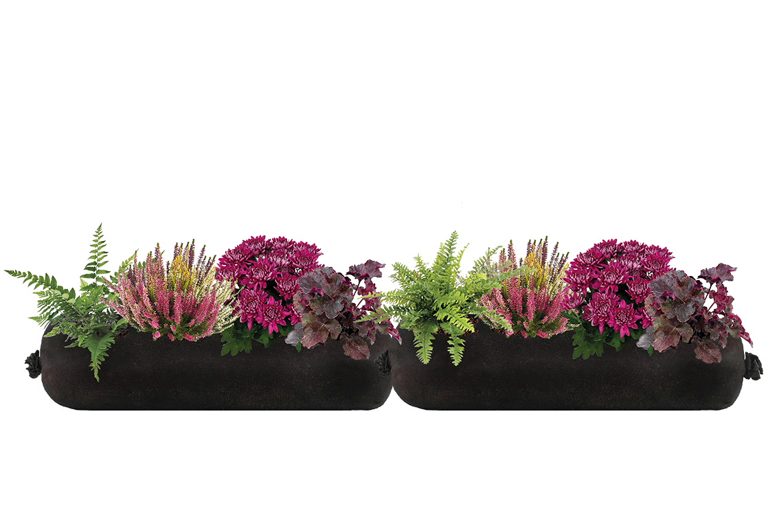 Two black rectangular planters with green and purple plants on a white background