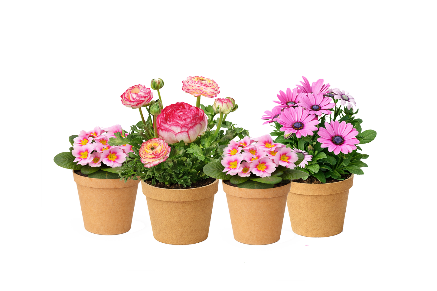 Bloom Bundle-Classic