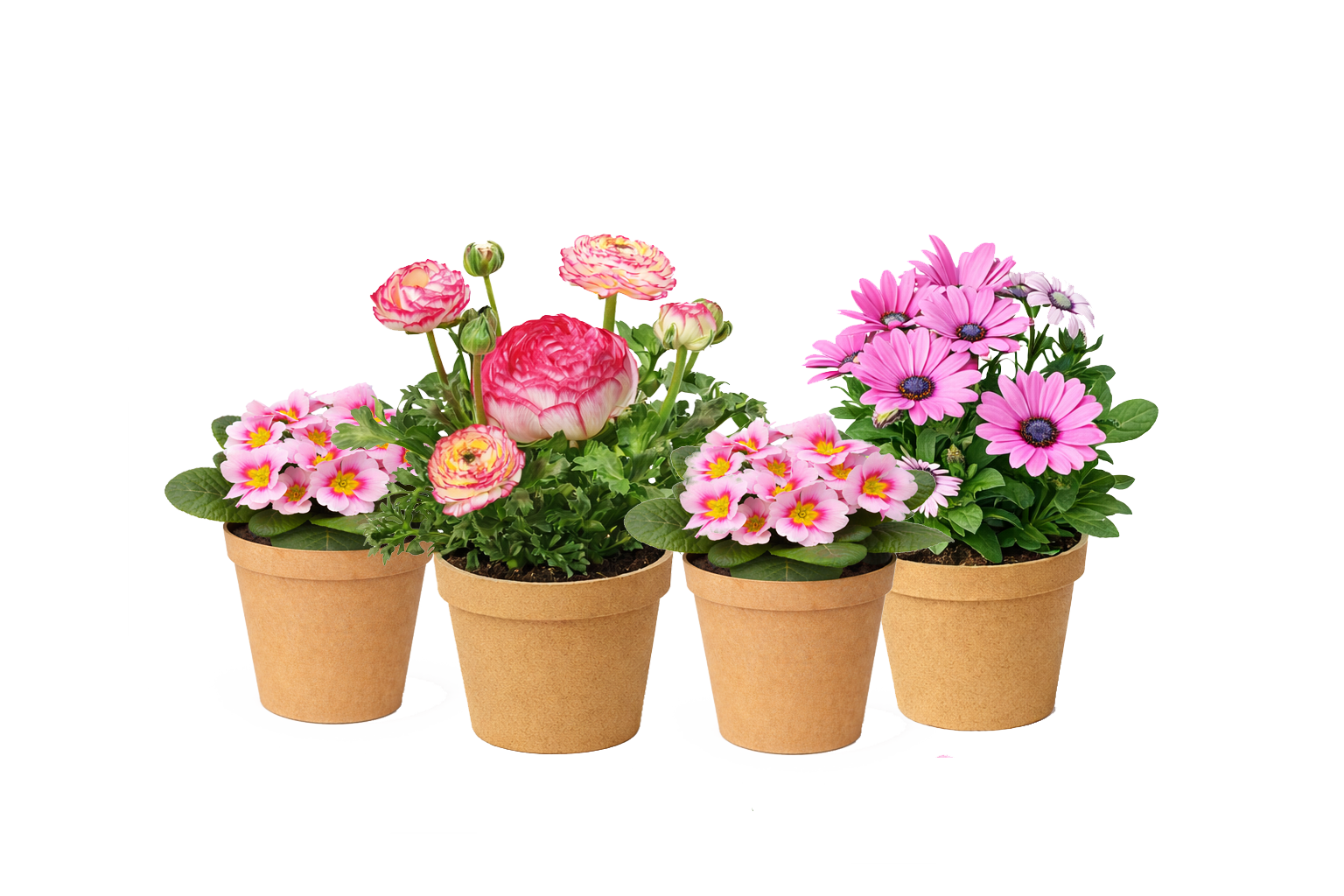 Cinder Rose Classic Kit plants