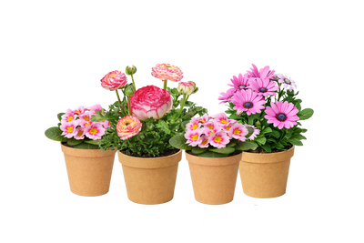 Bloom Bundle-Classic