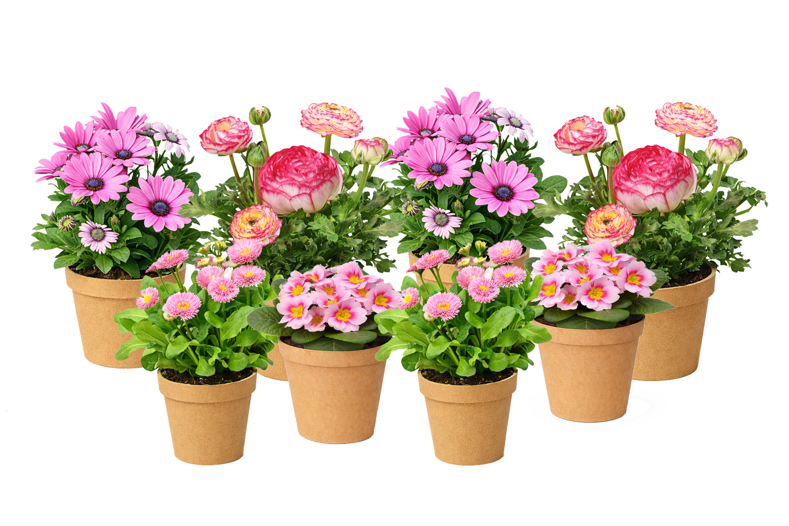 Cinder Rose Luxe Kit plants