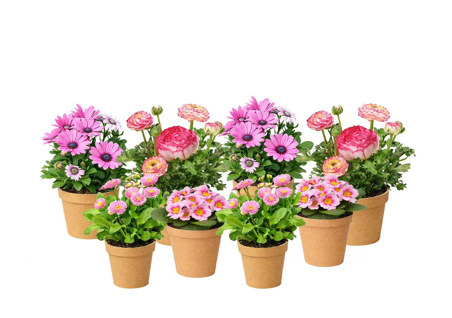 Cinder Rose Luxe Kit plants 0fbdc6c6 ece1 4e55 b8a4 8f38194a9285