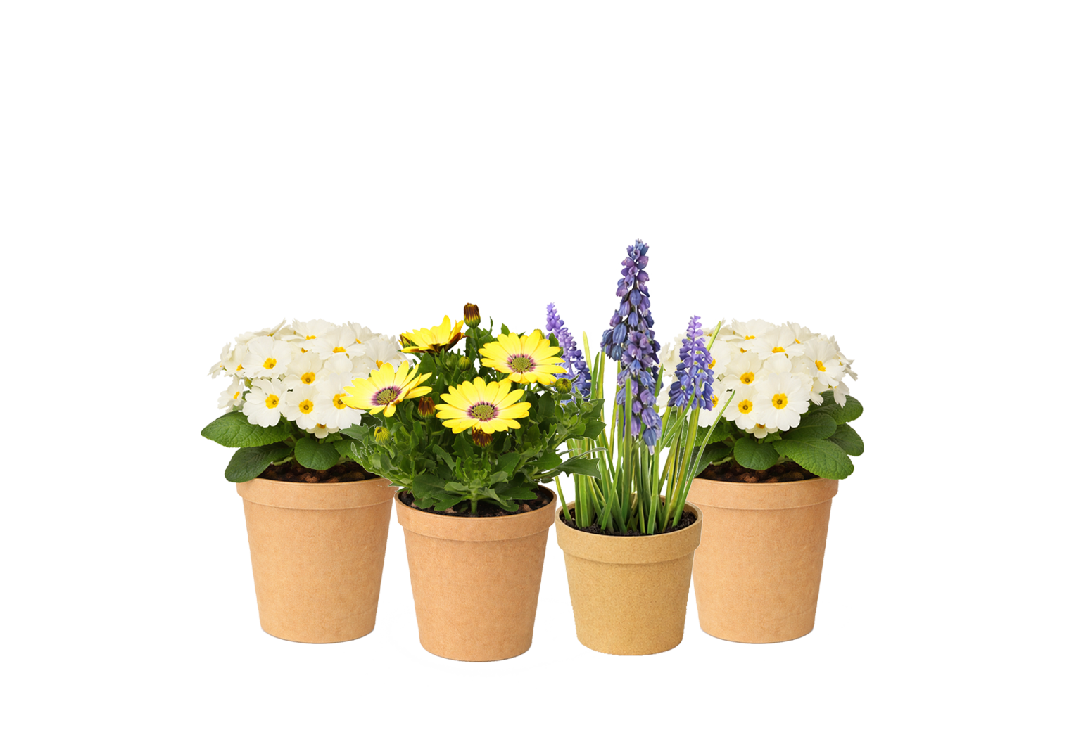 Cloud Nine Classic Kit plants