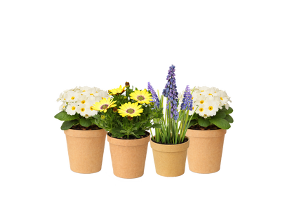 Bloom Bundle-Classic