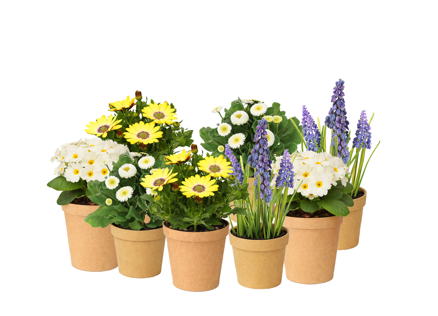 Cloud Nine Luxe Kit plants 3fcbd31c 8262 449b 824c 6f00547c75b5