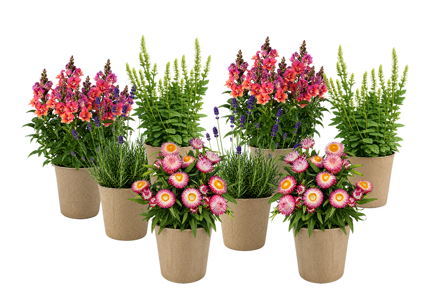 Bloom Bundle-Classic