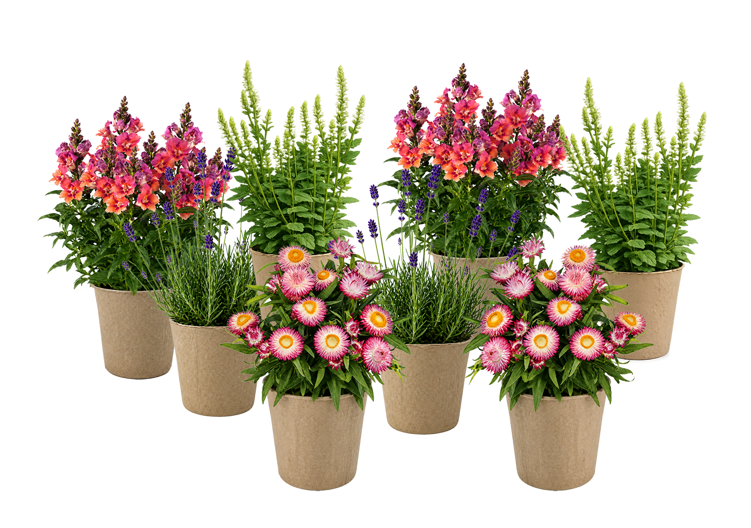 ENDLESS SUMMER Luxe Kit plants