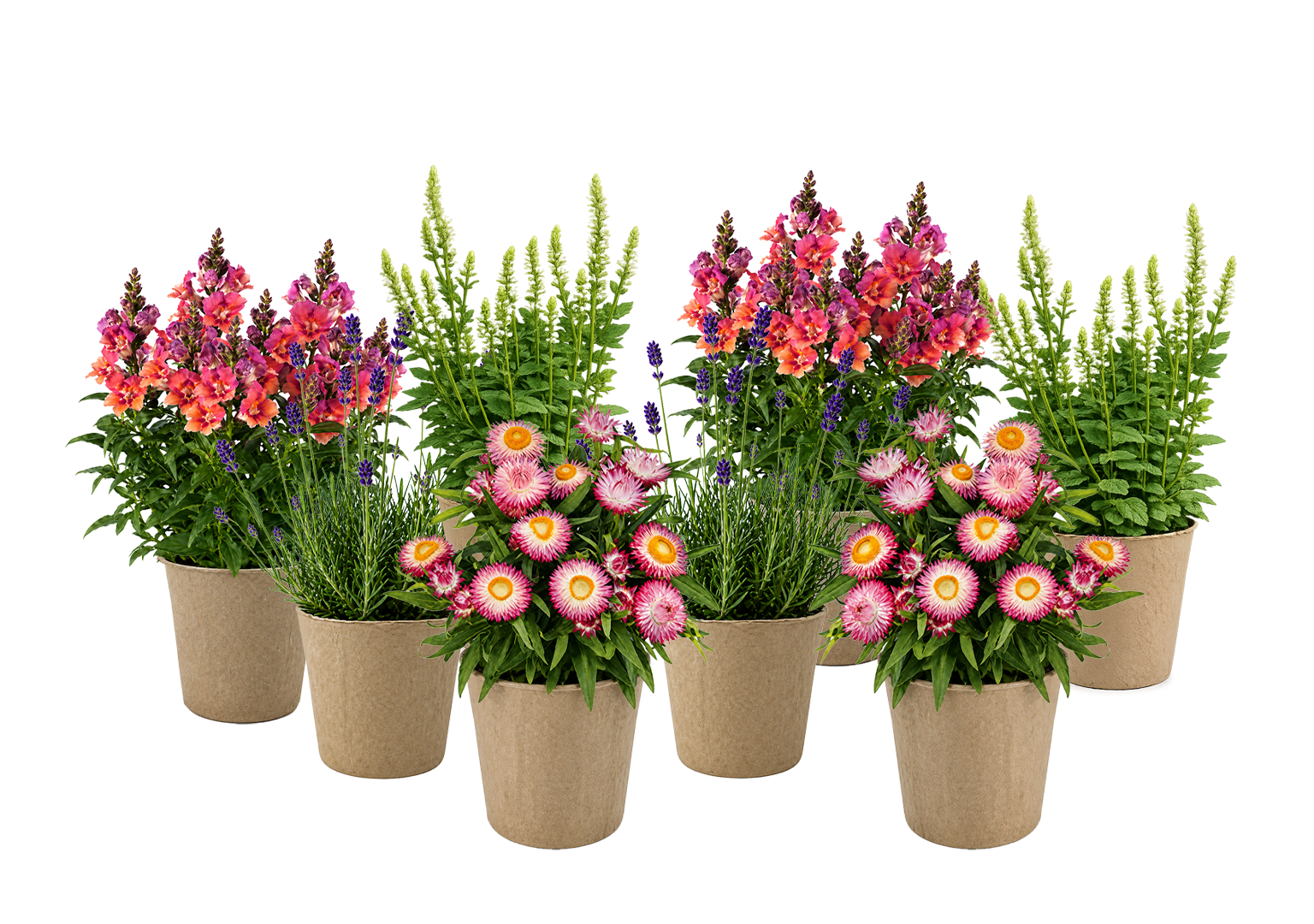 ENDLESS SUMMER Luxe Kit plants deccc08a cc4a 45d5 a75c 16ba20d5cbe3