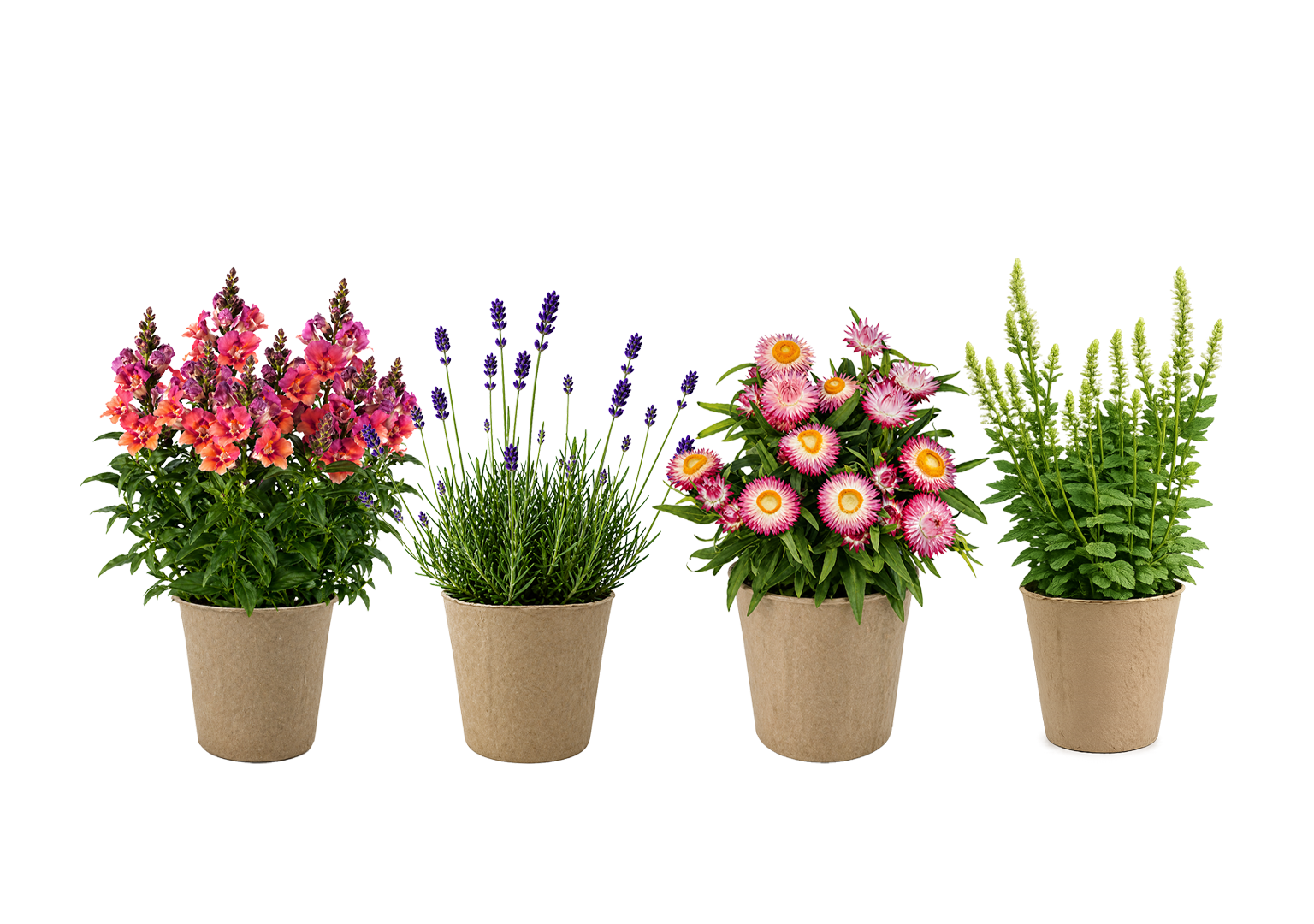 ENDLESS SUMMER  X4 plants