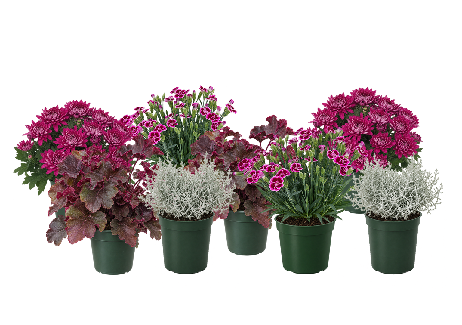 New Rhythm Classic Plants