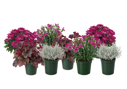 Bloom Bundle-Classic