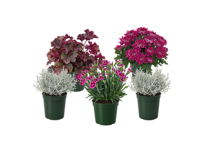 Bloom Bundle-Luxe
