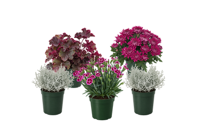 Bloom Bundle-Luxe