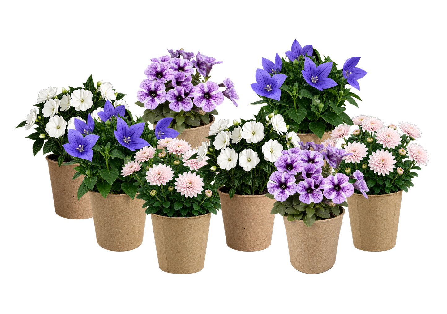 Bloom Bundle-Classic