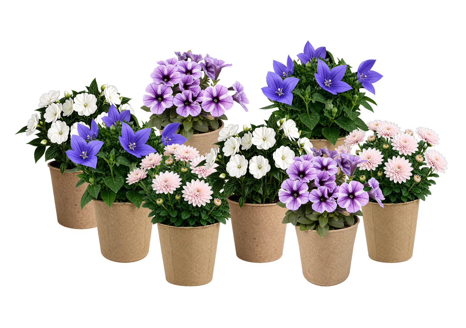 Pillow Talk Luxe Kit plants