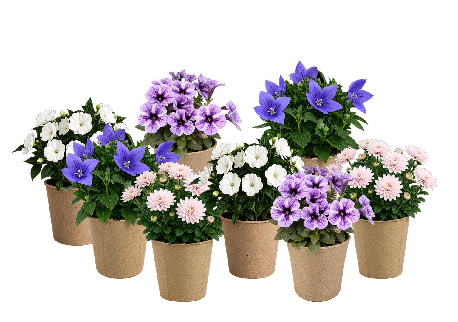 Pillow Talk Luxe Kit plants fb3ae9a4 1d08 4df1 9324 3e43eb3ec1e8