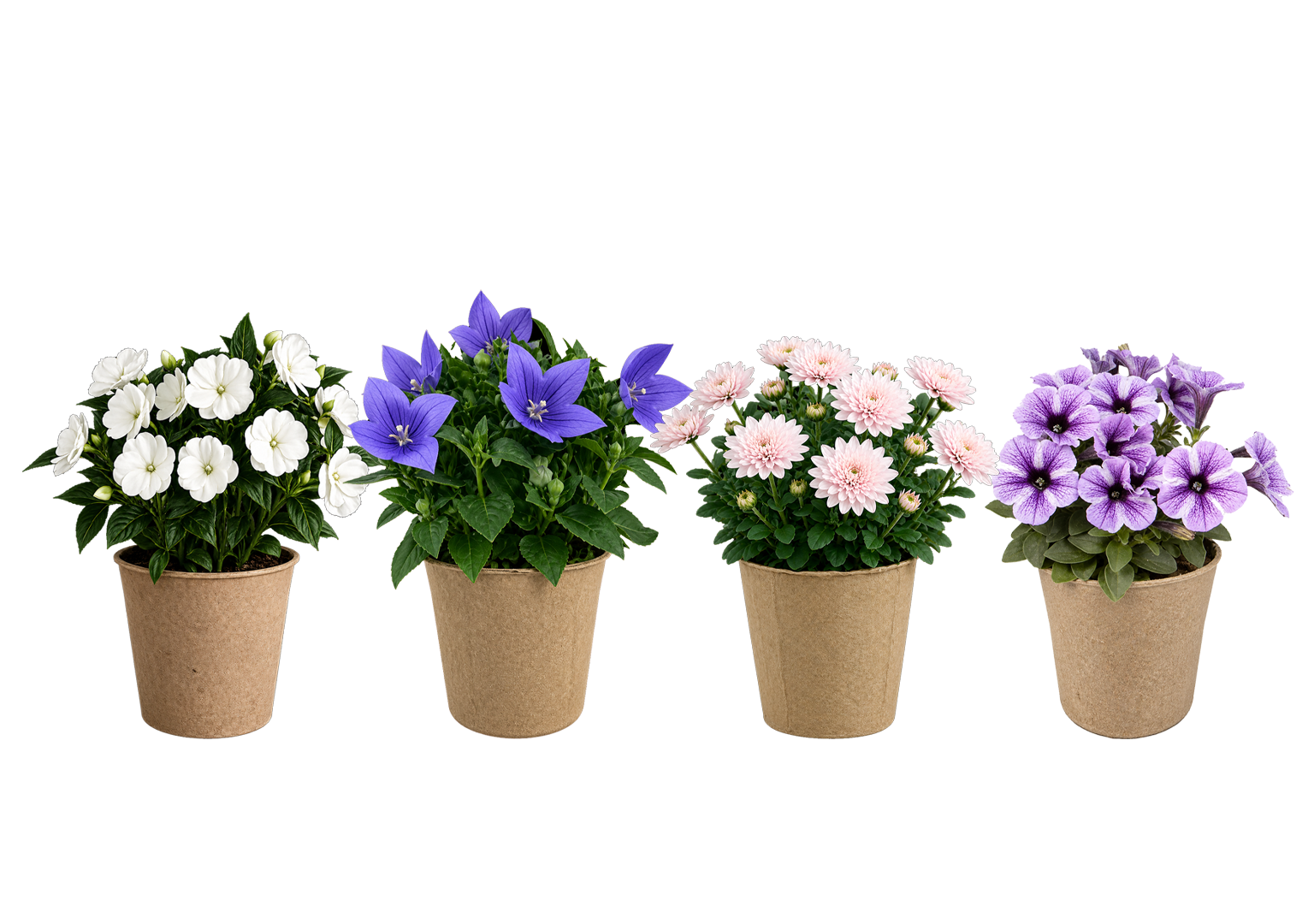 Pillow Talk  Kit plants