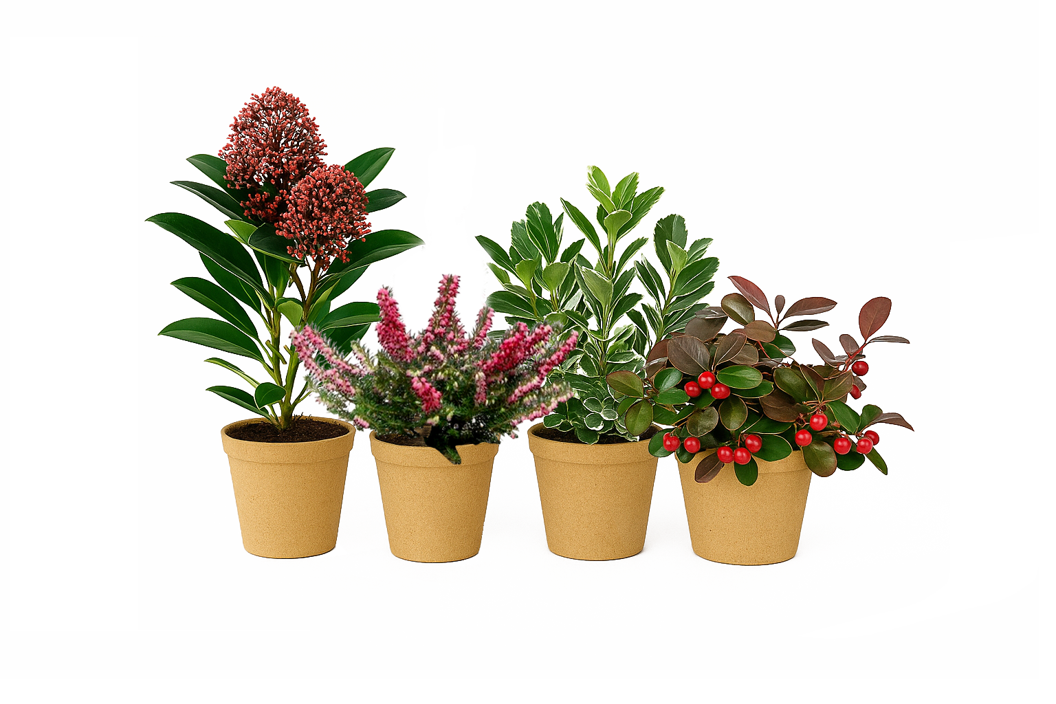 Plant Kit berry Kiss