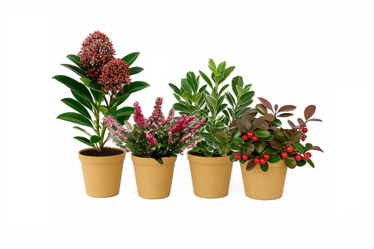 Four potted plants with different foliage and colors on a white background