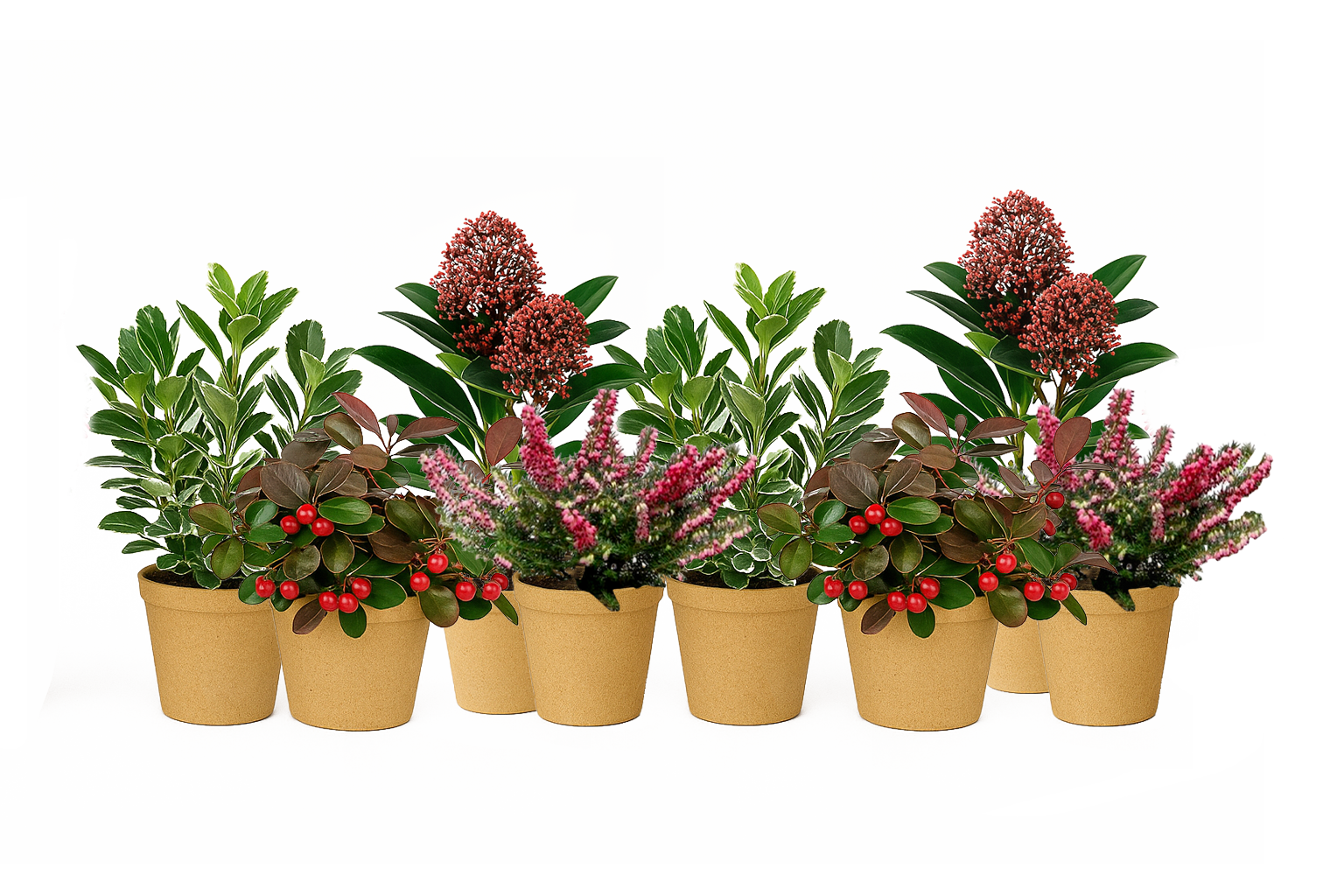 Plant Kit berry Kiss Luxe