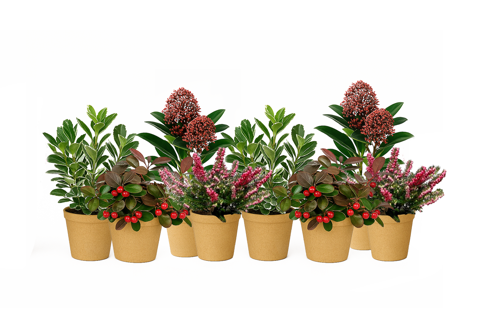 Plant Kit berry Kiss Luxe 20495956 caa0 4b57 aaf3 41aae35bebcb