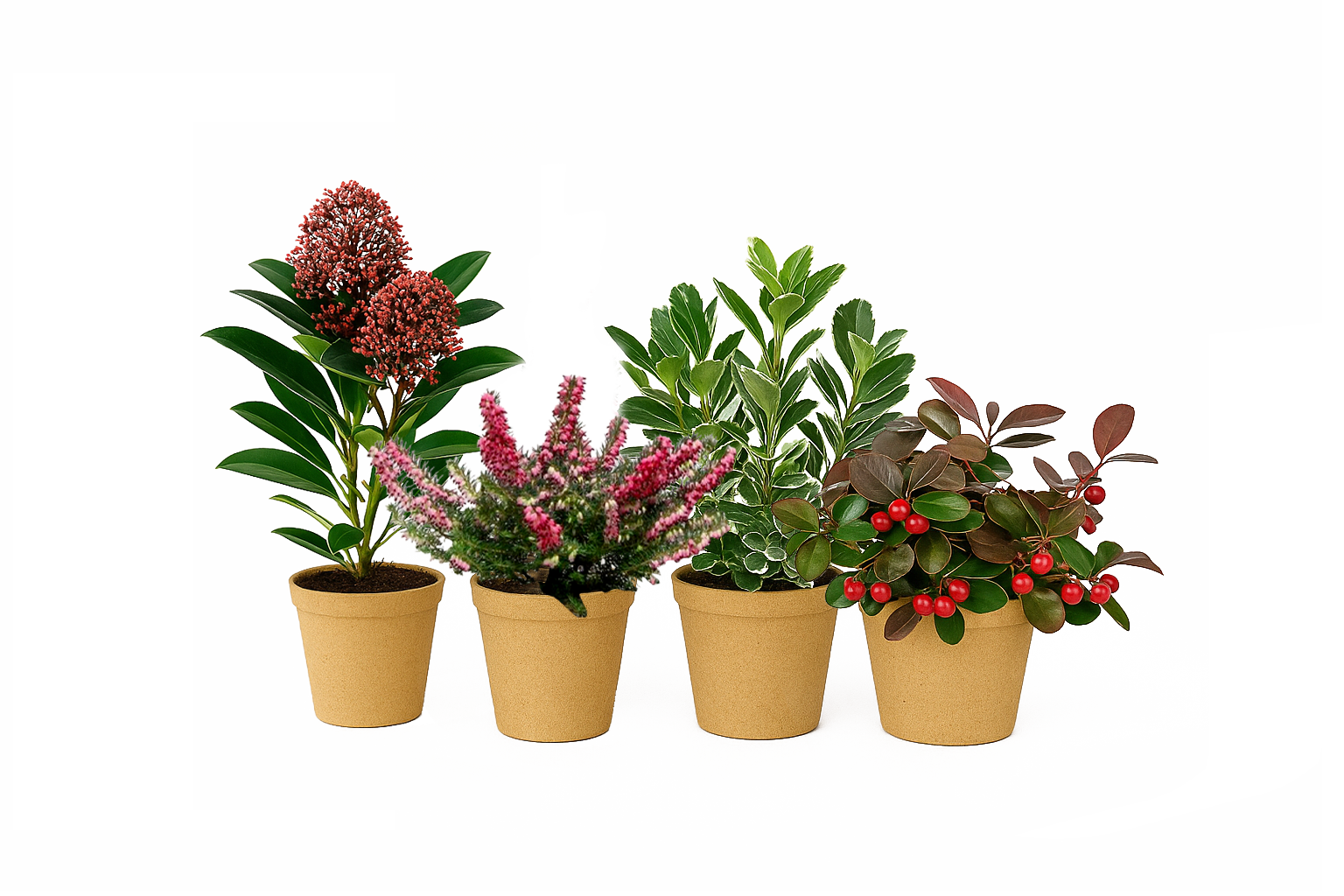 Plant Kit berry Kiss ea4c49a4 7e8f 42a6 bda8 a4d22e40bc53