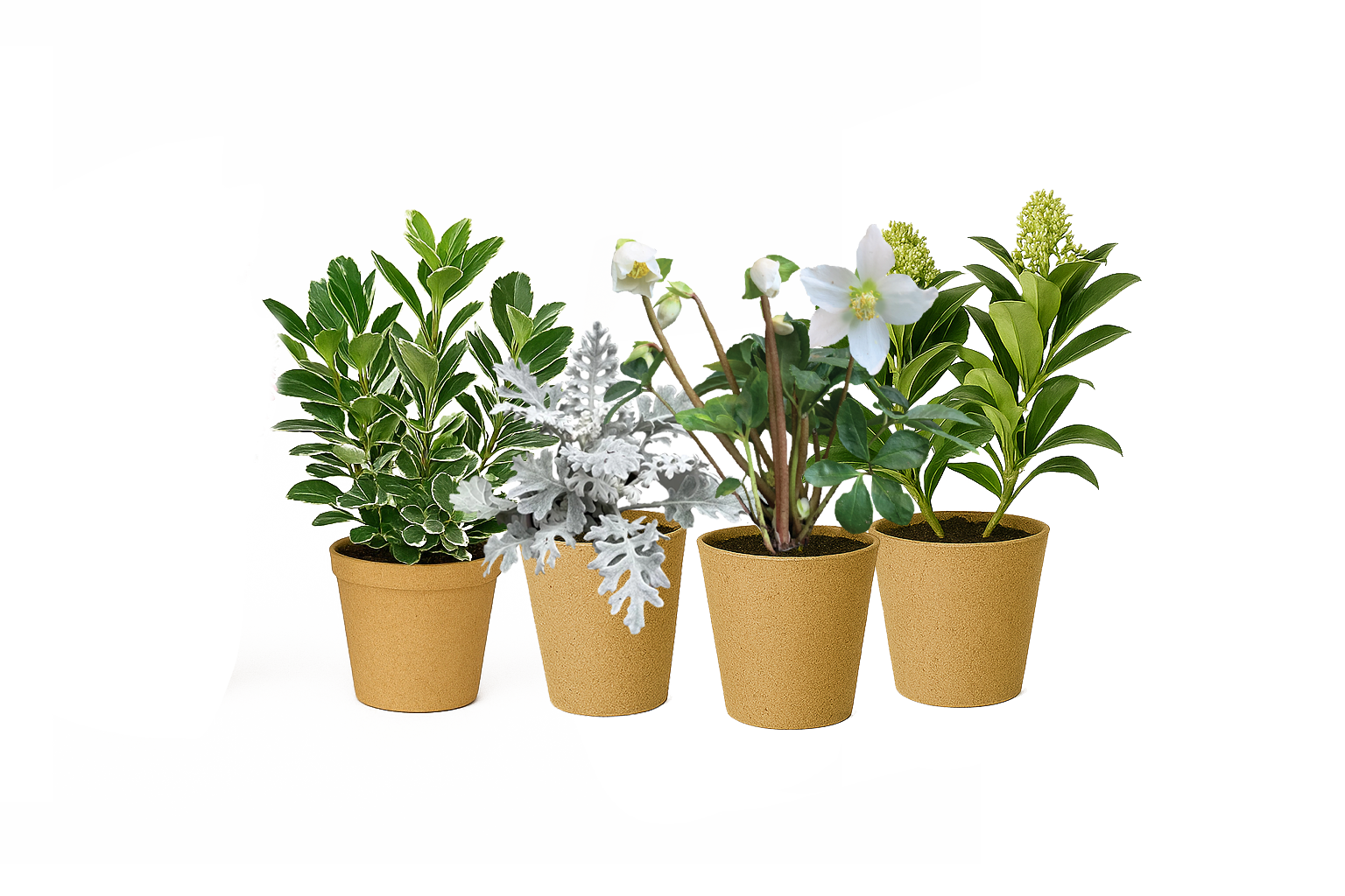 Plant Kit moonbeam