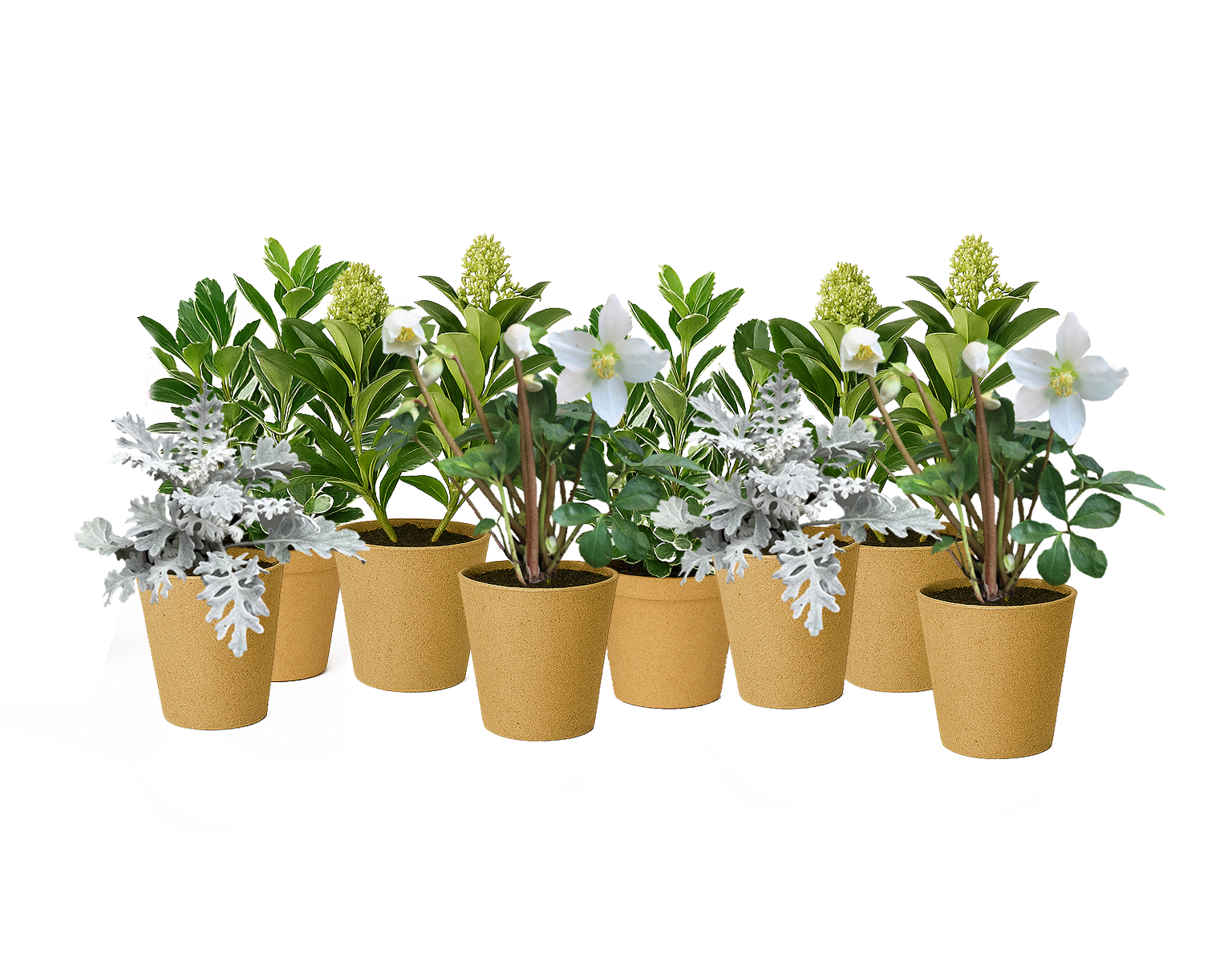 Plant Kit moonbeam luxe