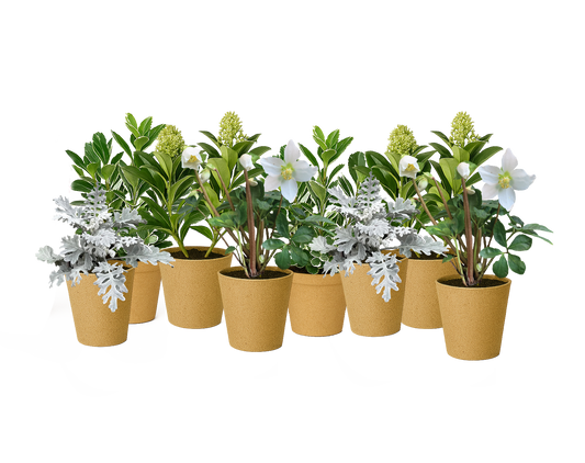 Set of potted plants with green and white flowers on a white background