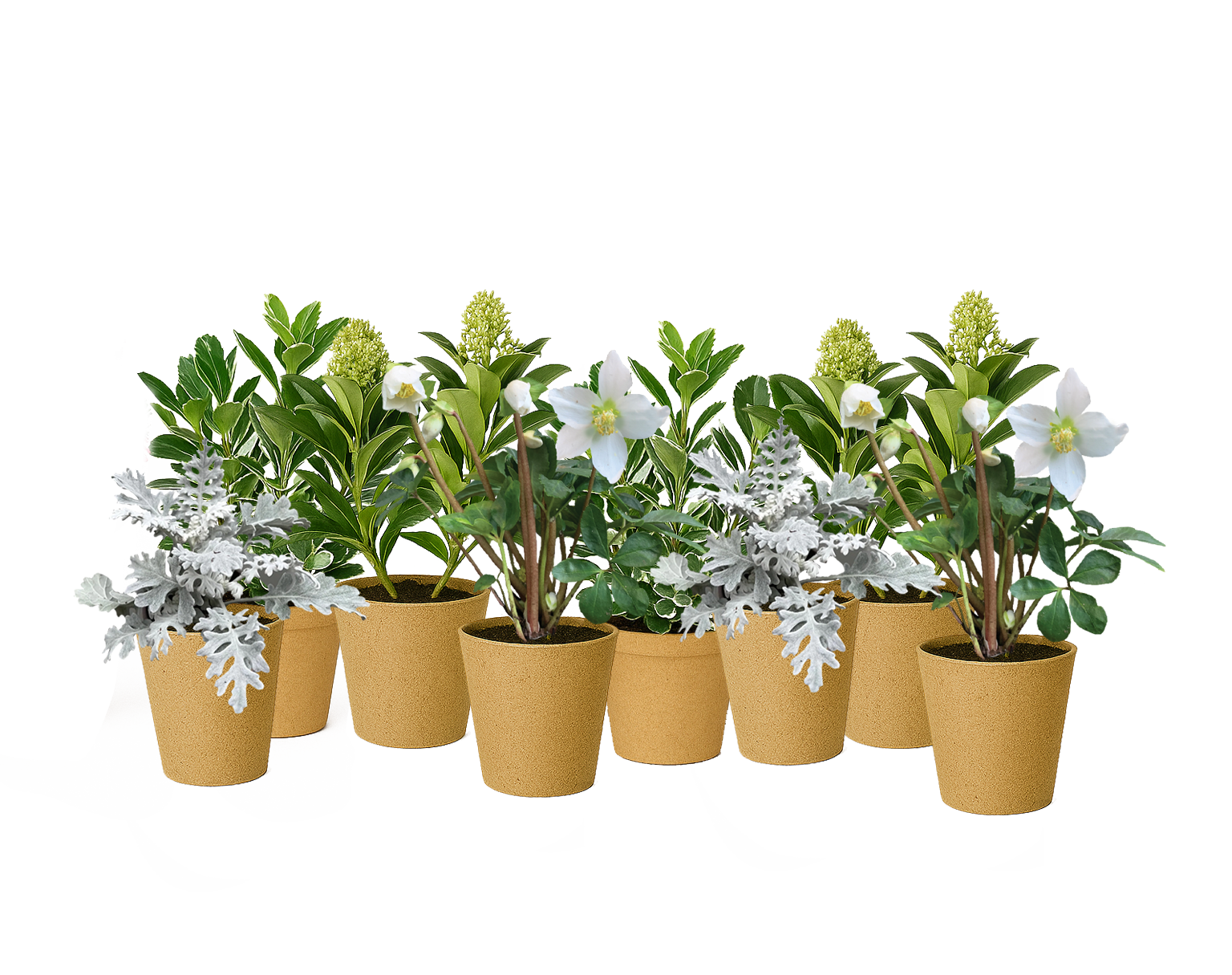 Row of potted plants with yellow pots on a white background