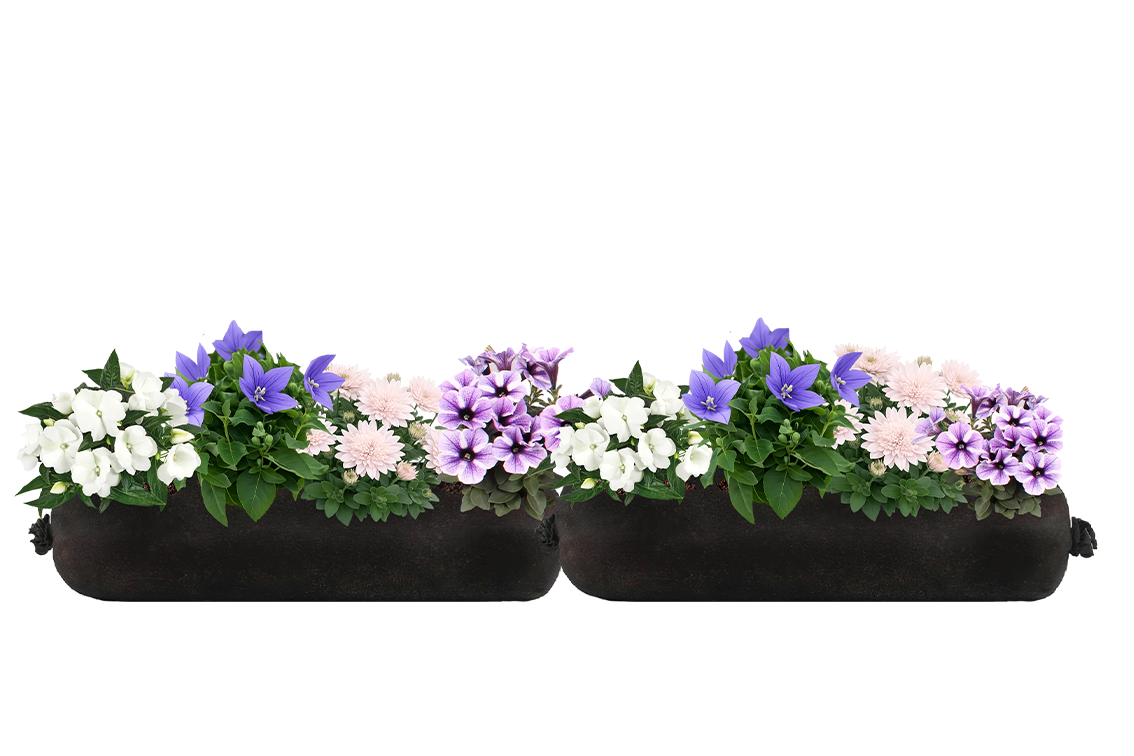 Two black rectangular planters filled with flowers on a white background